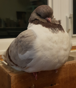 Masha sitting on her ledge, appreciating you